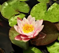 Rosa-Flower-Water-Lilies-Flower-Water-3539868